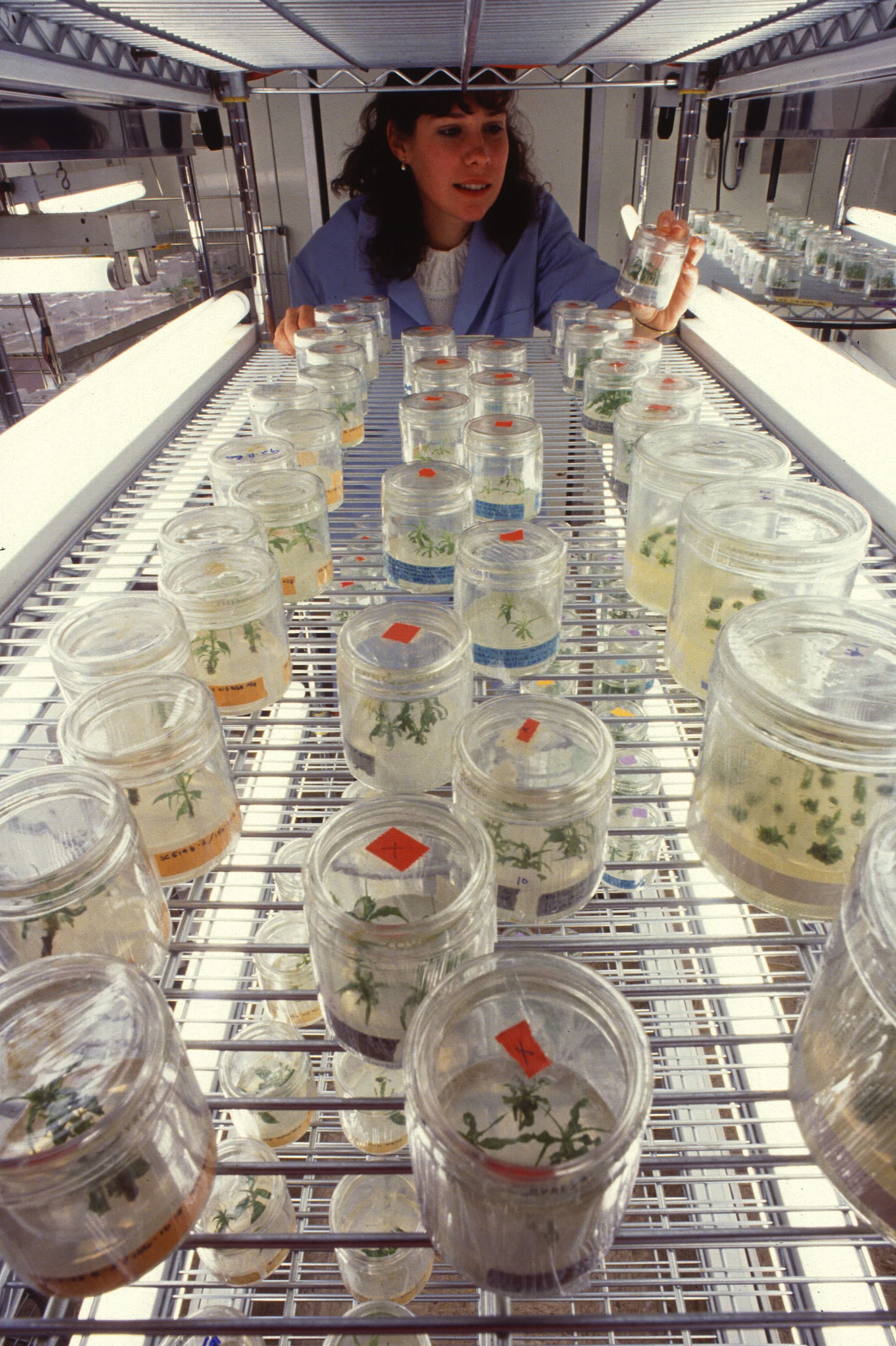 Tiny apple and peach plantlets growing on nutrient medium in laboratory dishes