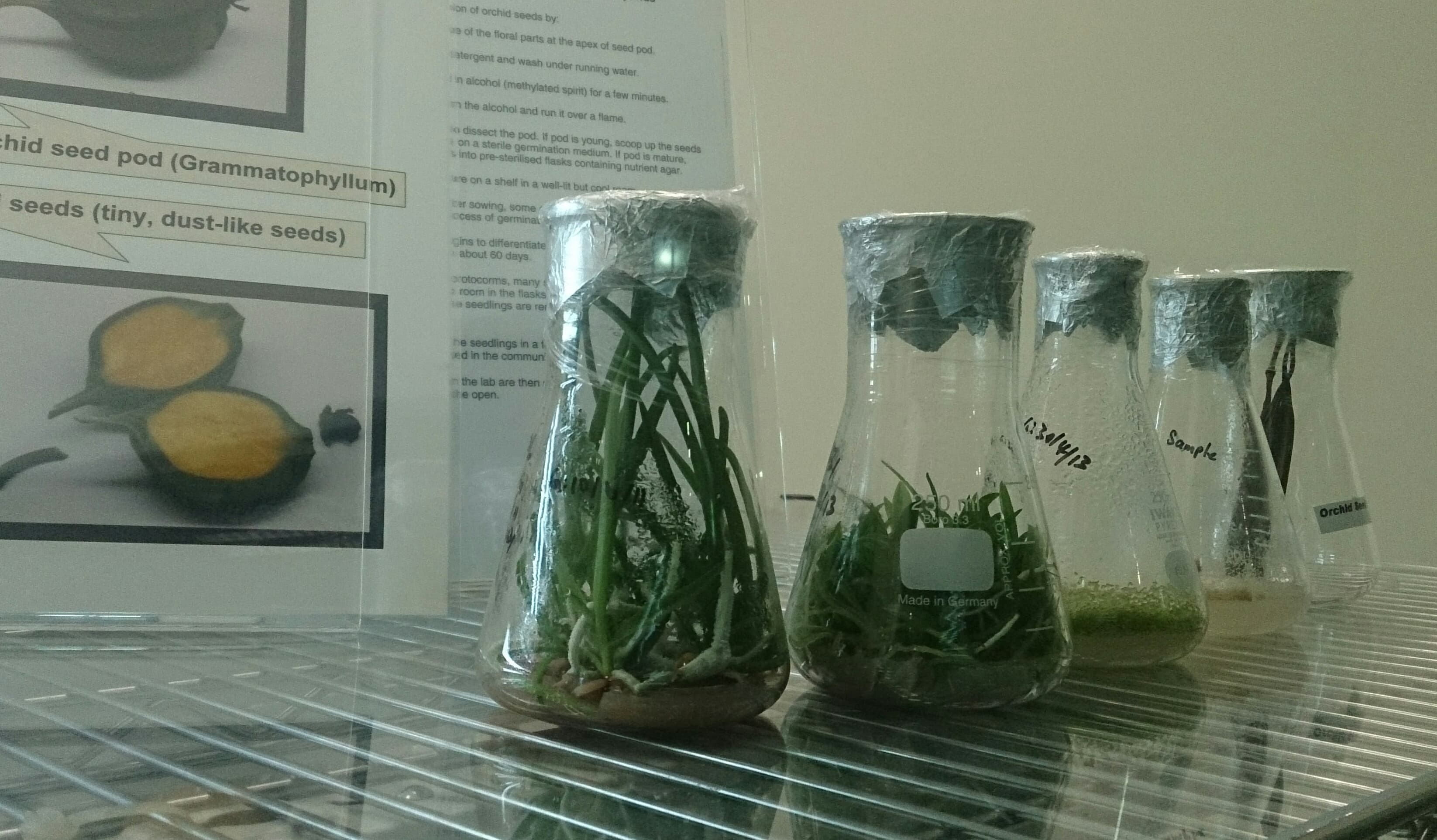 Rows of orchid cultures in clear vessels