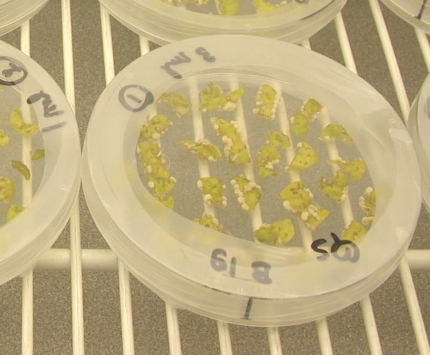 Petri dish used in an Agrobacterium transformation workflow